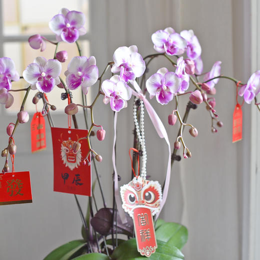 《幸福飞来》蝴蝶兰盆栽034 商品图5
