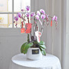 《幸福飞来》蝴蝶兰盆栽034 商品缩略图0