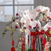 春节年宵花蝴蝶兰盆栽009款 商品缩略图2