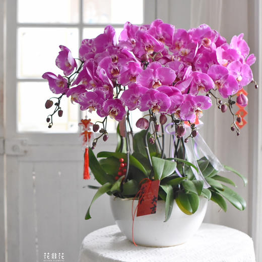 《幸福飞来》蝴蝶兰盆栽049 商品图4
