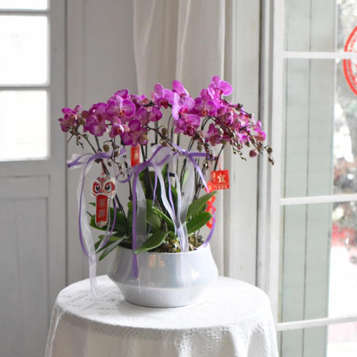 《幸福飞来》蝴蝶兰盆栽050 商品图0