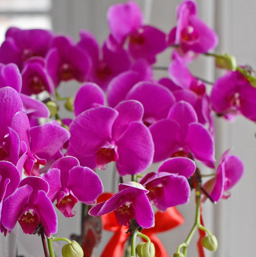 《幸福飞来》蝴蝶兰盆栽032 商品图2