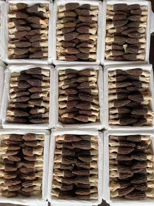 新鲜羊肚菌
（可到店自提、可快递到家） 商品图8