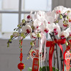 春节年宵花蝴蝶兰盆栽009款 商品缩略图9