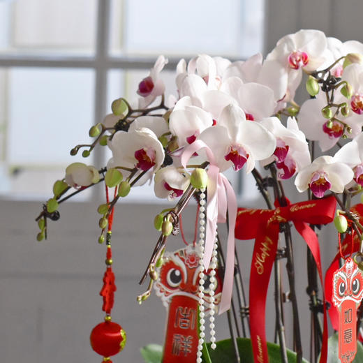 春节年宵花蝴蝶兰盆栽009款 商品图9