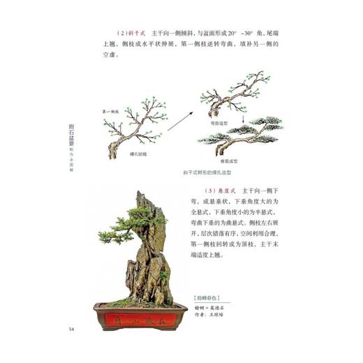 附石盆景制作全图解 商品图4
