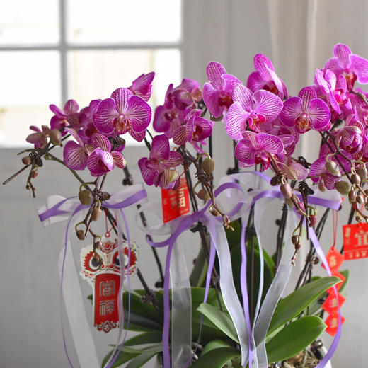 《幸福飞来》蝴蝶兰盆栽050 商品图2