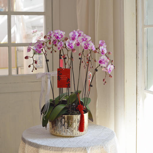 春节年宵花盆栽蝴蝶兰016
款 商品图2