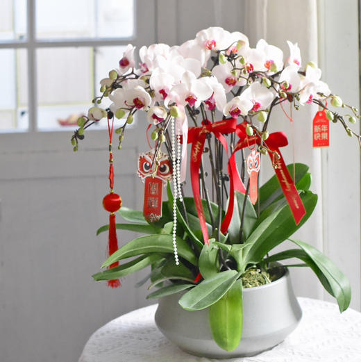春节年宵花蝴蝶兰盆栽009款 商品图7