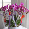 《幸福飞来》蝴蝶兰盆栽050 商品缩略图1