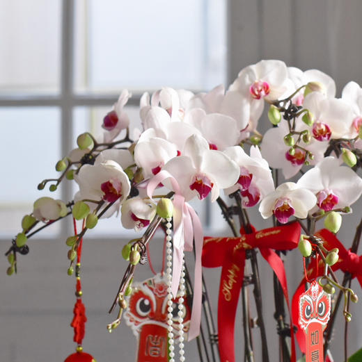 春节年宵花蝴蝶兰盆栽009款 商品图3