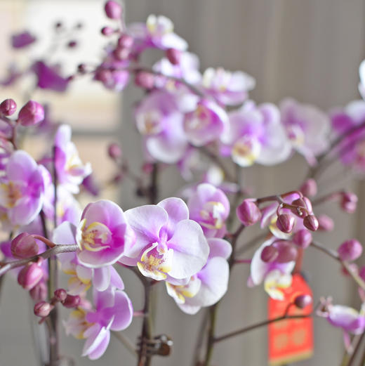 春节年宵花盆栽蝴蝶兰013款 商品图5