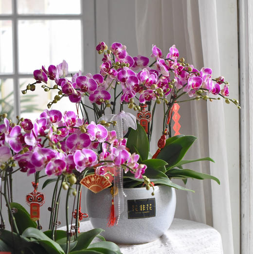 《幸福飞来》天堂鸟蝴蝶兰盆栽041 商品图1