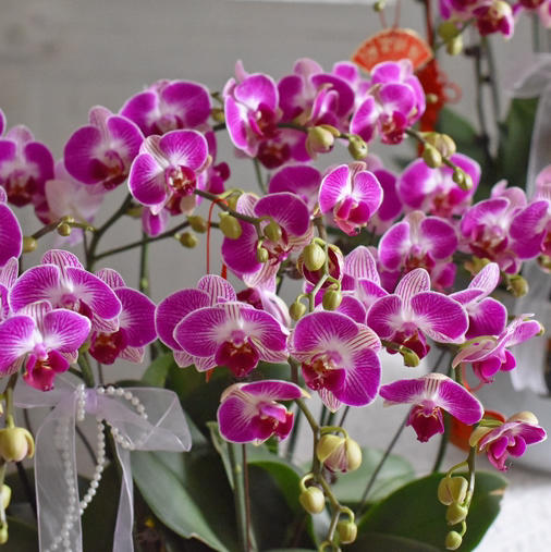 《幸福飞来》天堂鸟蝴蝶兰盆栽041 商品图8