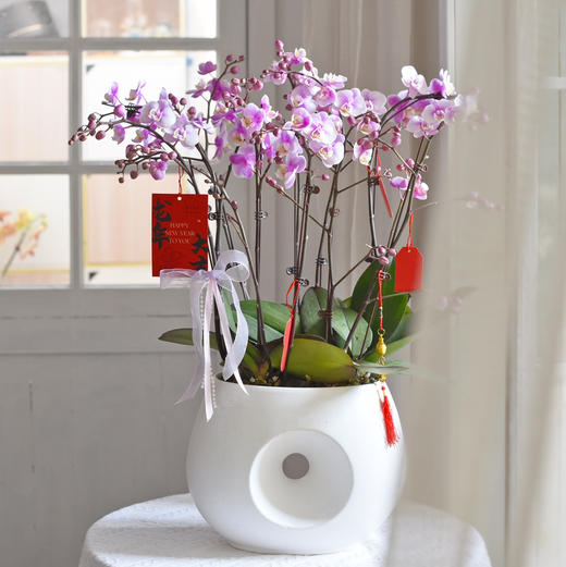 春节年宵花盆栽蝴蝶兰013款 商品图1