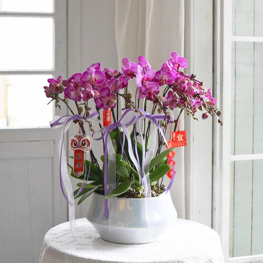 《幸福飞来》蝴蝶兰盆栽050 商品图3