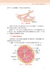 结构针灸解剖基础与刺法精要 肌肉分册 关玲 中医针灸理论基础入门临床肌肉解剖穴位医学书籍 人民卫生出版社9787117359221 商品缩略图4