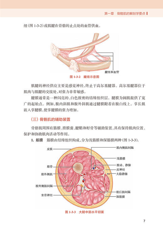 结构针灸解剖基础与刺法精要 肌肉分册 关玲 中医针灸理论基础入门临床肌肉解剖穴位医学书籍 人民卫生出版社9787117359221 商品图4