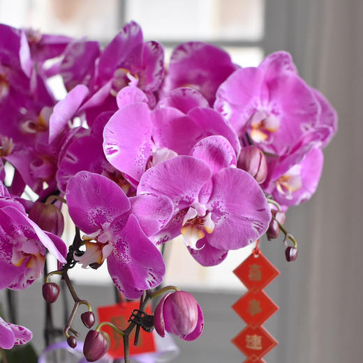 《幸福飞来》蝴蝶兰盆栽049 商品图5