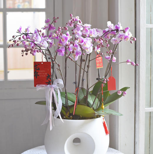 春节年宵花盆栽蝴蝶兰013款 商品图2