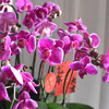 《幸福飞来》蝴蝶兰盆栽035 商品缩略图6