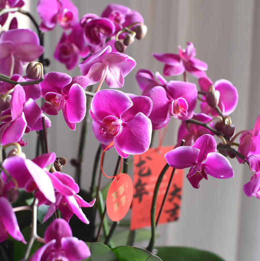 《幸福飞来》蝴蝶兰盆栽035 商品图6