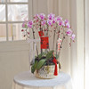 春节年宵花盆栽蝴蝶兰016
款 商品缩略图0