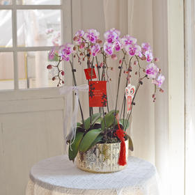 春节年宵花盆栽蝴蝶兰016
款