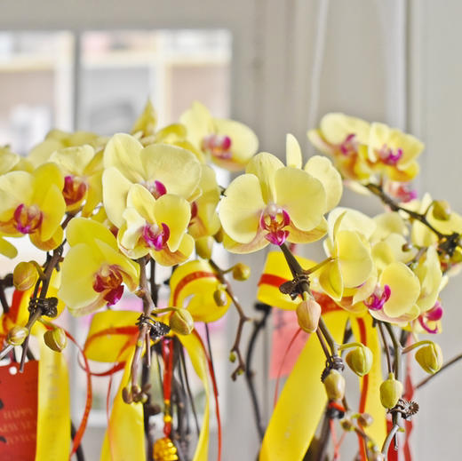 春节年宵花蝴蝶兰巨形盆栽026款 商品图2