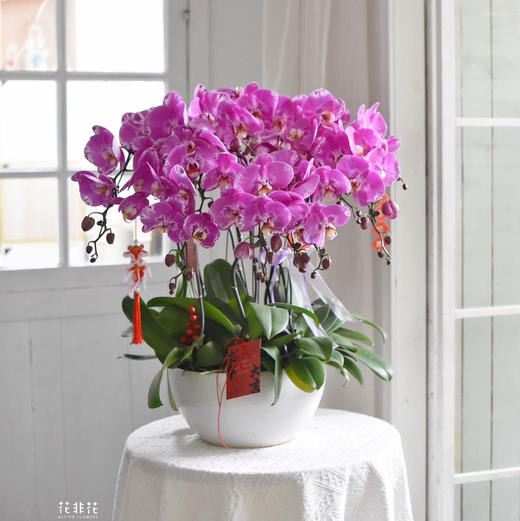 《幸福飞来》蝴蝶兰盆栽049 商品图1