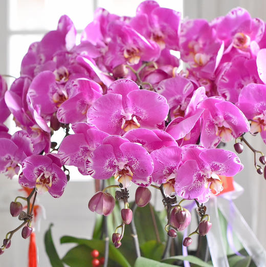 《幸福飞来》蝴蝶兰盆栽049 商品图7