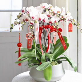 春节年宵花蝴蝶兰盆栽009款