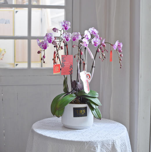 《幸福飞来》蝴蝶兰盆栽034 商品图4