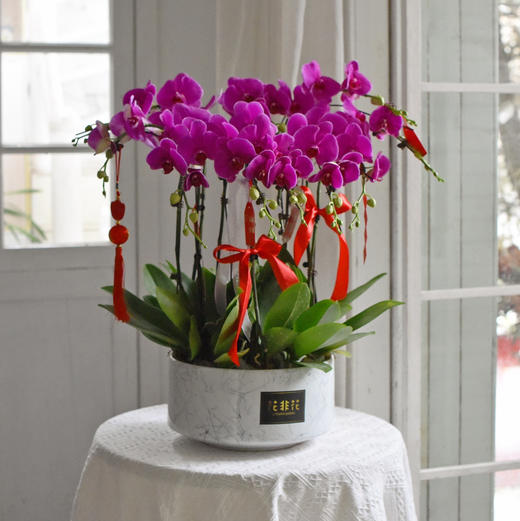 《幸福飞来》蝴蝶兰盆栽032 商品图4