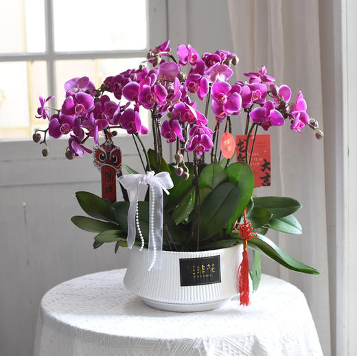 《幸福飞来》蝴蝶兰盆栽035 商品图0