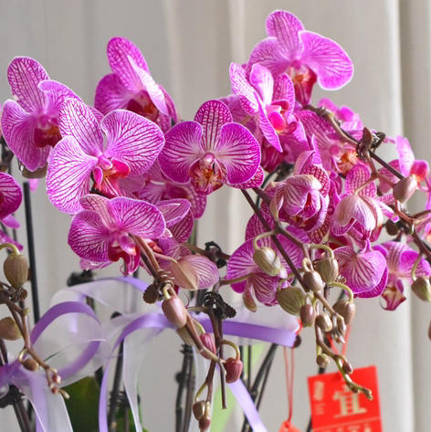 《幸福飞来》蝴蝶兰盆栽050 商品图5