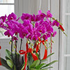 《幸福飞来》蝴蝶兰盆栽032 商品缩略图5