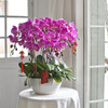 《幸福飞来》蝴蝶兰盆栽049 商品缩略图2