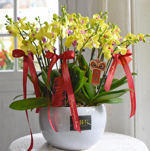 春节年宵花蝴蝶兰盆栽008款 商品图1