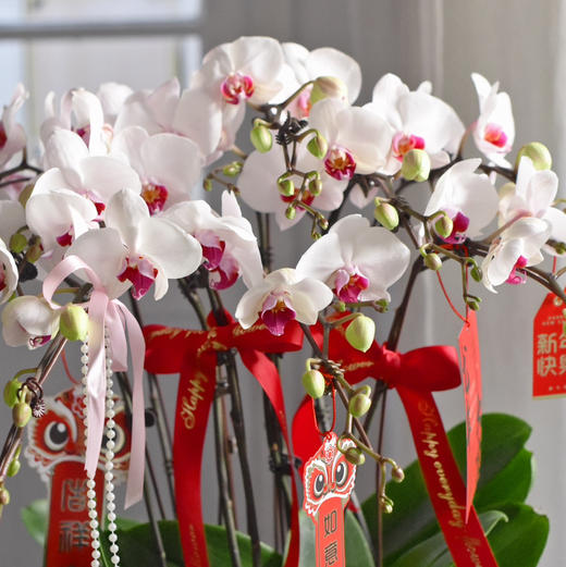 春节年宵花蝴蝶兰盆栽009款 商品图1
