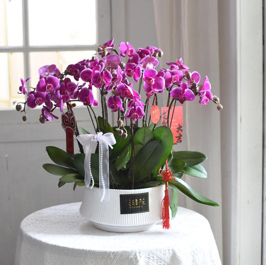 《幸福飞来》蝴蝶兰盆栽035 商品图1