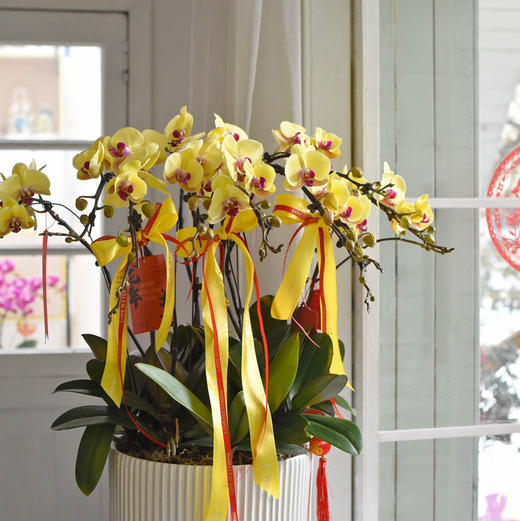 春节年宵花蝴蝶兰巨形盆栽026款 商品图3