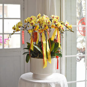 春节年宵花蝴蝶兰巨形盆栽026款