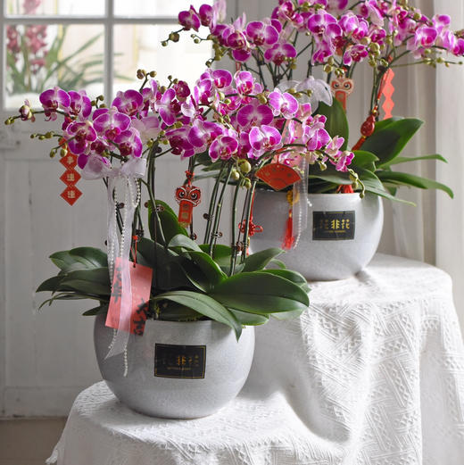 《幸福飞来》天堂鸟蝴蝶兰盆栽041 商品图2