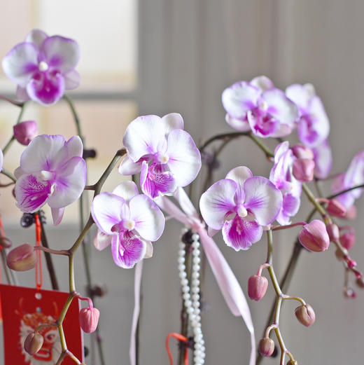 《幸福飞来》蝴蝶兰盆栽034 商品图3