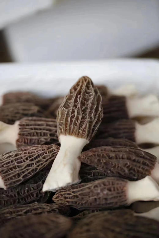 新鲜羊肚菌
（可到店自提、可快递到家） 商品图9