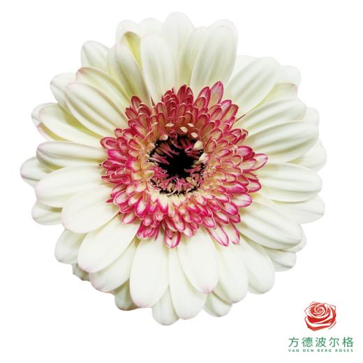 非洲菊-玛丽猫 10枝1扎 商品图1