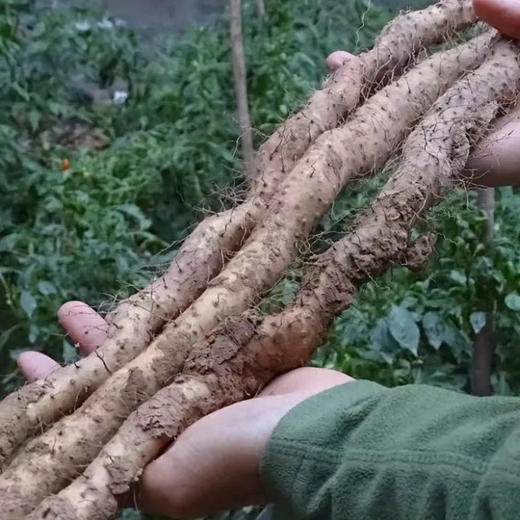 鸡内金山药茯苓焦饼 商品图9