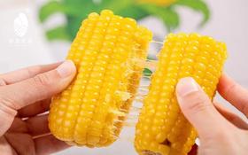 #非转基因急速锁鲜玉米棒，＃微波炉5分钟即可特别方便，来自肥沃黑土地，甜糯，吃到停不下来，爱到不想结束。