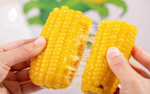 #非转基因急速锁鲜玉米棒，＃微波炉5分钟即可特别方便，来自肥沃黑土地，甜糯，吃到停不下来，爱到不想结束。 商品图0